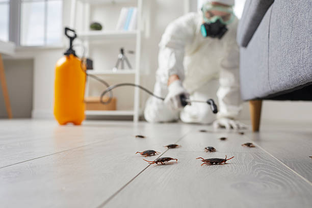 Commercial Rodent Management in Brewster